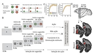 No esquema, pode-se ver o desempenho dos dois macacos rhesus usados no experimento.
