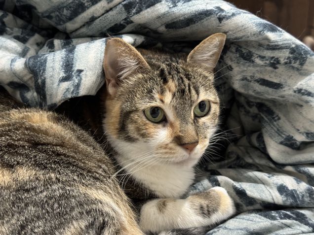 iPhone 15 Pro Max - Câmera principal zoom de 2x