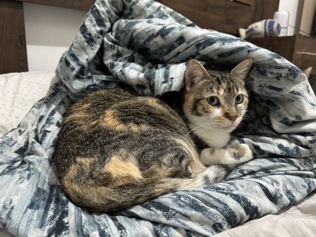 iPhone 15 Pro Max - Câmera principal zoom de 1x