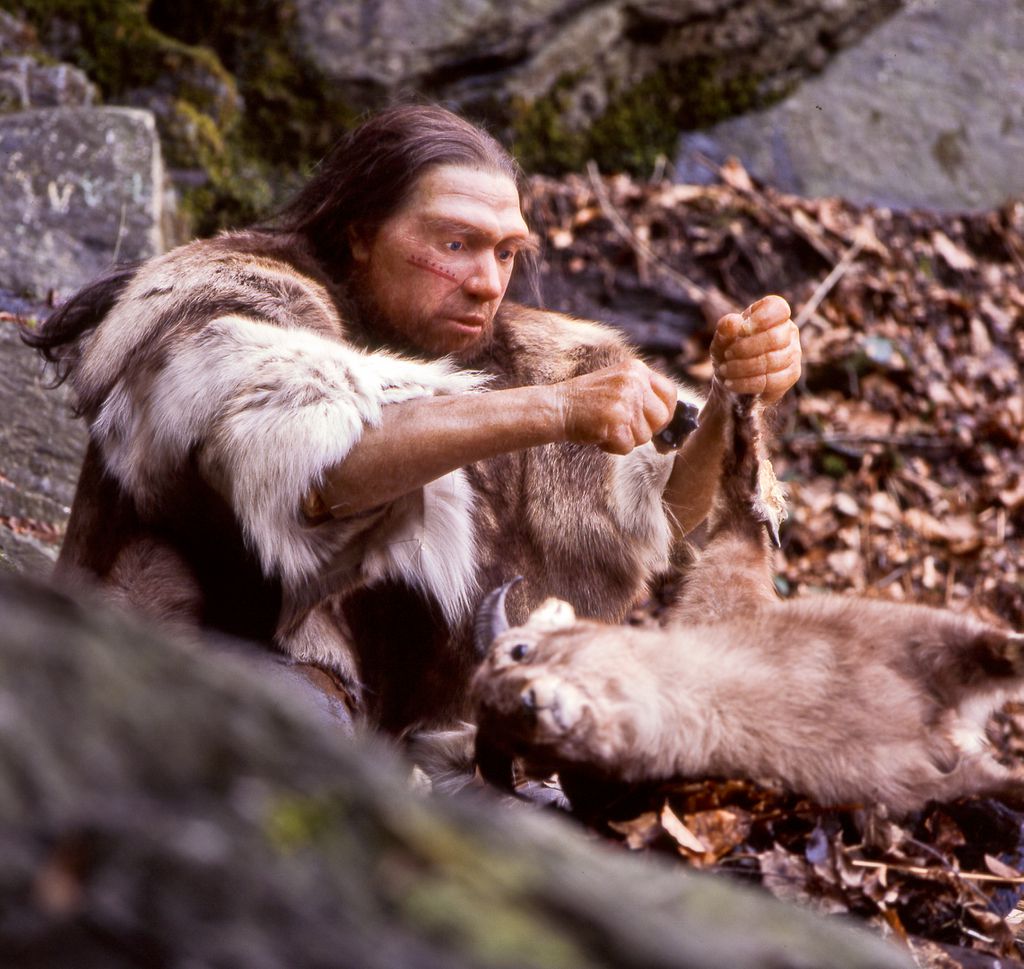 O gênero Homo só surgiu há 6 milhões de anos, sendo o final do infográfico e parte mínima do tempo (Imagem: Neanderthal-Museum, Mettmann/CC-BY-4.0)
