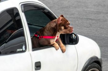 Transportar cachorro solto no carro dá multa? Descubra as regras